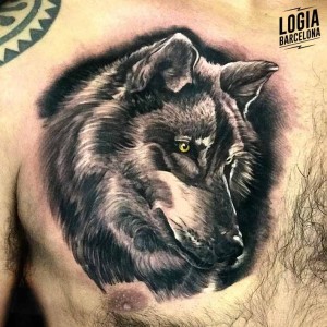 tatuaje_pecho_lobo_logia_barcelona_angel_de_mayo-1 